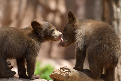 Bear Cubs 6.jpg