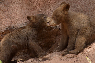 Bear Cubs 7.jpg