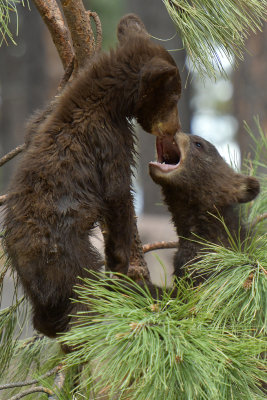 Bear Cubs 9.jpg