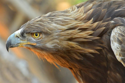 Golden Eagle 2.jpg