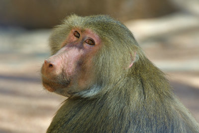 Hamadryus Baboon Female 1.jpg