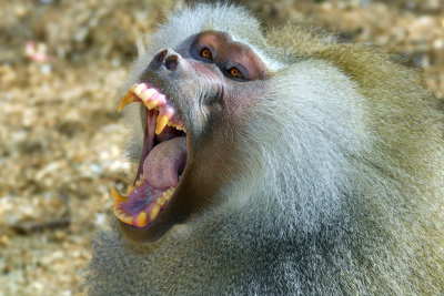 Hamadryus Baboon Male 1.jpg