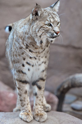 Bobcat 4.jpg