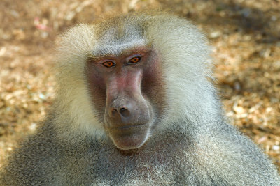 Hamadryus Baboon Male 4.jpg