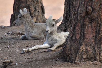 Mountain Goat babies 2.jpg