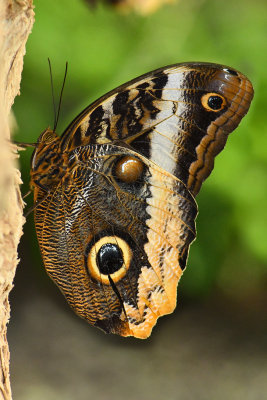 Rainforest Butterfly 10.jpg