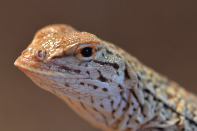 Lizard 3.jpg