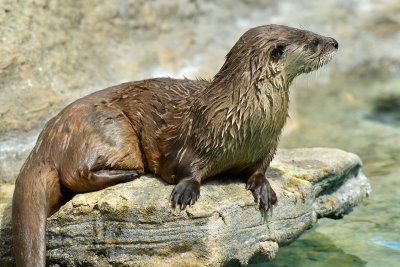 Otter 2.jpg