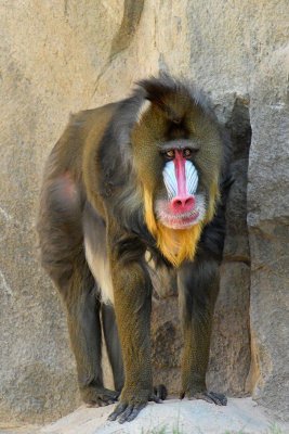 Mandrill Baboon 1.jpg