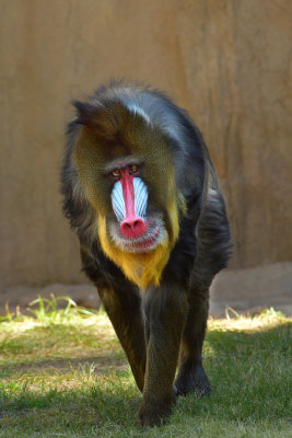 Mandrill Baboon 2.jpg