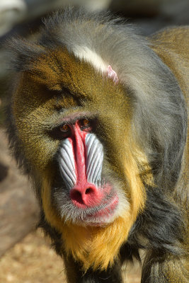 Mandrill Baboon 4.jpg