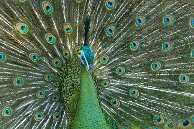 Peacock 2.jpg