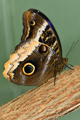 Rainforest Butterfly 1.jpg