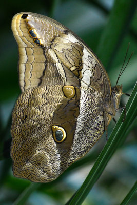Rainforest Butterfly 2.jpg