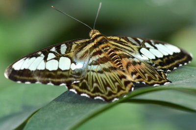 Rainforest Butterfly 3.jpg