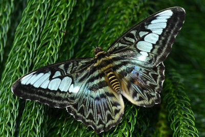 Rainforest Butterfly 4.jpg