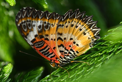 Rainforest Butterfly 5.jpg