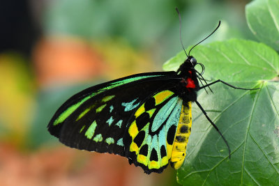 Rainforest Butterfly 6.jpg