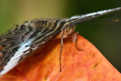 Rainforest Butterfly 7.jpg