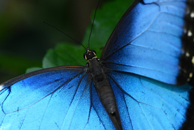 Rainforest Butterfly 8.jpg