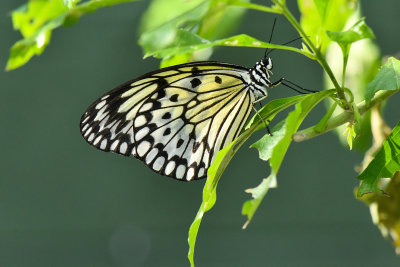Rainforest Butterfly 9.jpg