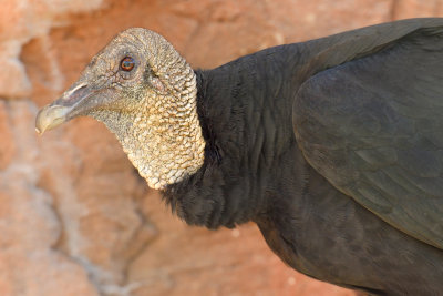 White Throated Vulture.jpg