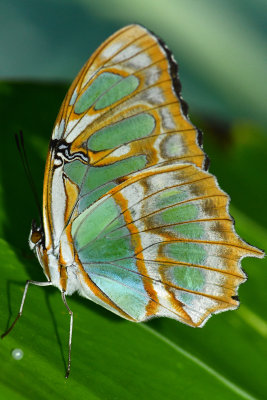 Rainforest Butterfly 11.jpg