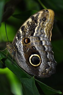 Rainforest Butterfly 12.jpg