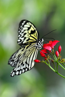 Rainforest Butterfly 13.jpg