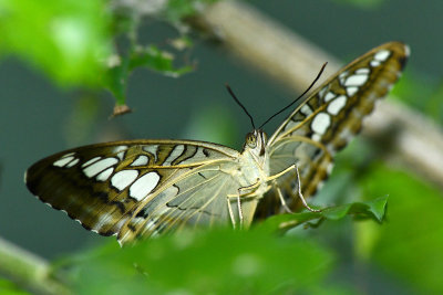 Rainforest Butterfly 14.jpg