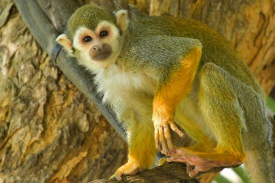 Tree Monkey 3.jpg