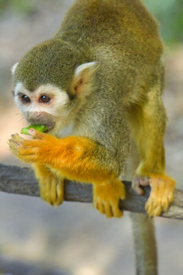 Tree Monkey 4.jpg