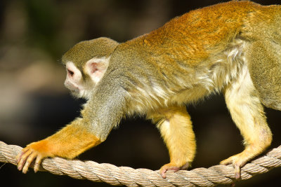 Tree Monkey 7.jpg