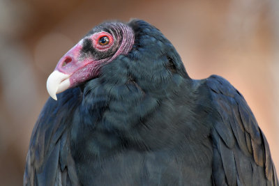 Turkey Vulture (2).jpg