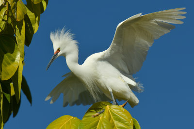 White Bird 1.jpg