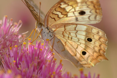 White Peacock 2.jpg