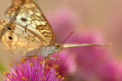 White Peacock 3.jpg