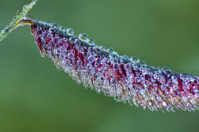 AZ - Flagstaff - Grass Dew Drops.JPG