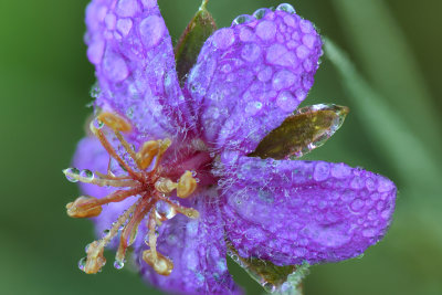 AZ - Flagstaff - Purple Dew Drops.JPG