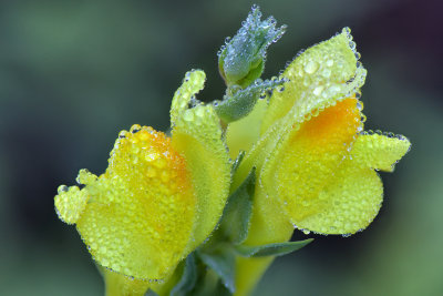 AZ - Flagstaff - Yellow Dew Drops.JPG