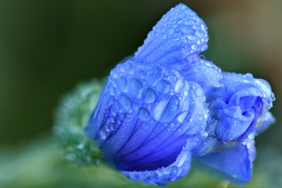 AZ - Flagstaff - Blue Dew Drops.jpg