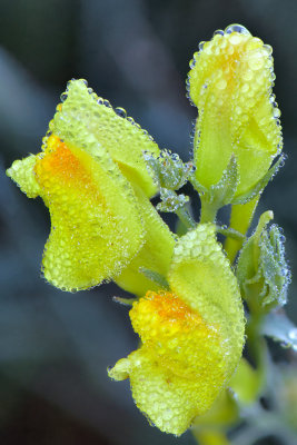 AZ - Flagstaff - Yellow Dew Drops 2.jpg