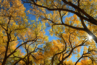 AZ - Canyon de Chelly - Fall Trees 1.jpg