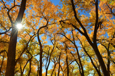 AZ - Canyon de Chelly - Fall Trees 2.jpg