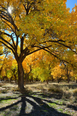 AZ - Canyon de Chelly - Fall Trees 4.jpg