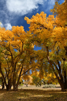 AZ - Canyon de Chelly - Fall Trees 5.jpg