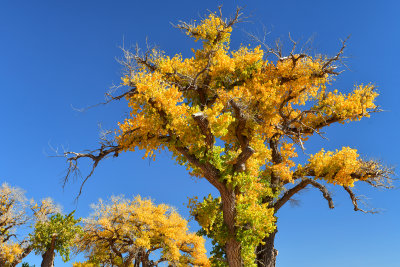 AZ - Canyon de Chelly - Fall Trees 6.jpg