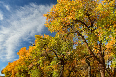 AZ - Canyon de Chelly - Fall Trees 7.jpg