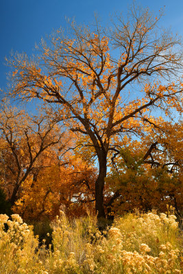 AZ - Canyon de Chelly - Fall Trees 8.jpg