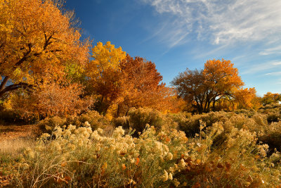 AZ - Canyon de Chelly - Fall Trees 9.jpg